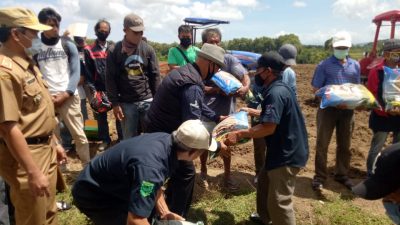 Petani di Enrekang Dapat Bantuan Bibit Jagung dan Padi