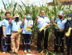 Lapas Kelas I Makassar Panen Jagung di Tengah Pandemi Covid-19