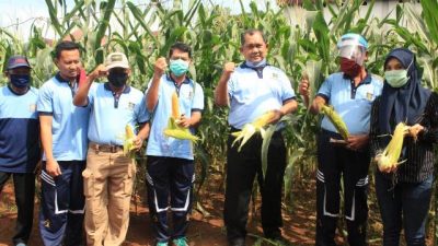 Lapas Kelas I Makassar Panen Jagung di Tengah Pandemi Covid-19