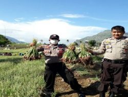 Bantu Warga Panen, Kanit Binmas Bersama Bhabinkamtibmas Turun Langsung Ke Kebun