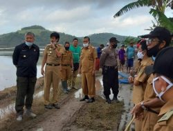 Bupati Pinrang : Pertanian Harus Survive demi Ketahanan Pangan