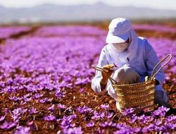 8 Manfaat Saffron Untuk Kesehatan Hingga Kecantikan Wanita