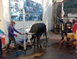 Idul Adha 2020, Polrestabes Makassar Potong 17 Ekor Sapi