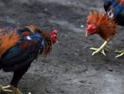 Polisi Gerebek Tempat Judi Sabung Ayam di Palopo