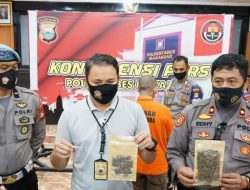 Jual Ganja, 1 Mahasiswa di Makassar Diciduk Polisi