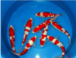 Mengenal Ikan Koi Kohaku