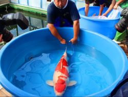 Mengapa Ikan Koi Mahal Harganya ?