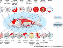 Bagaimana Cara Mengetahui Jika Koi Anda Sedang Sakit?