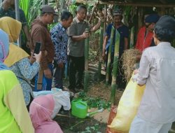 Terapkan Pertanian Ramah Lingkungan di Blok Bahodopi, PTVI Latih Kelompok Tani