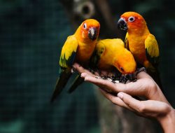 Ternyata Mudah! Begini Cara Membedakan Lovebird Jantan dan Betina