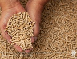 Wood Pellet: Pilihan Bahan Bakar Ramah Lingkungan yang Efisien