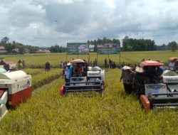 Panen Raya Serentak, Presiden Prabowo dan Gubernur Sulsel Apresiasi Petani