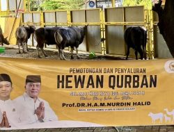 Anggota DPR RI Nurdin Halid Bagikan 40 Ekor Sapi Qurban di 9 Kabupaten