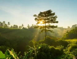 Mengapa Kita Harus Peduli Terhadap Lingkungan? Ini Alasannya