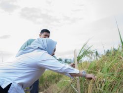 Dukung Asta Cita Presiden dan SDGs Ketahanan Pangan, PT Vale Panen Bersama Demplot Padi Berkelanjutan di Kolaka