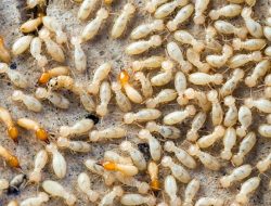 Kapan Harus Menggunakan Jasa Anti Rayap Profesional?